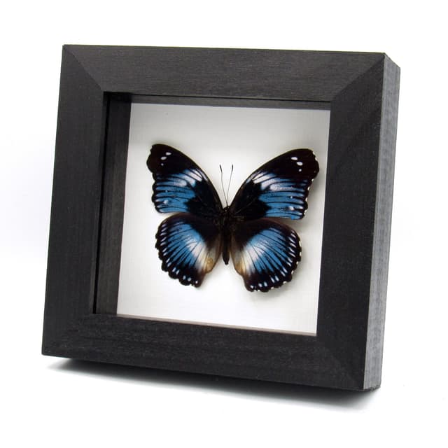 Real violet Blue Diadem butterfly framed taxidermy - Hypolimnas salmacis