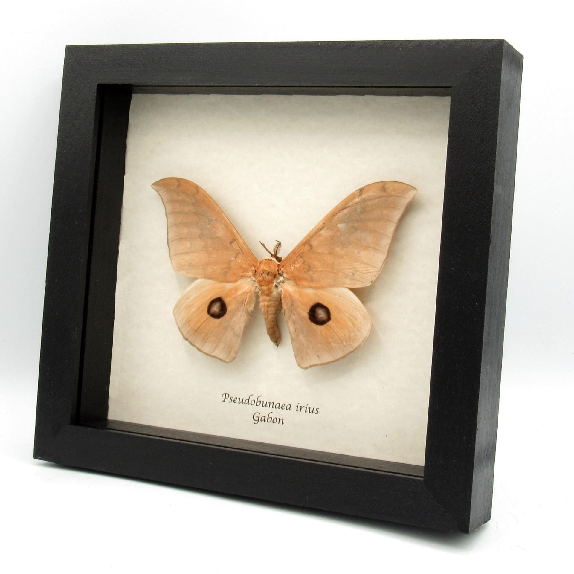 Real giant peach Saturn moth framed taxidermy - Pseudobunaea irius