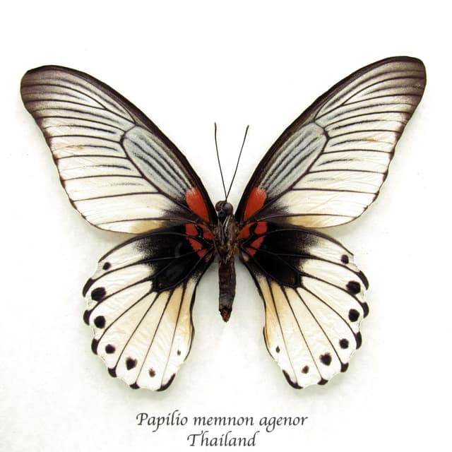 Real Great Mormon butterfly framed taxidermy - Papilio memnon agenor - Extra white female
