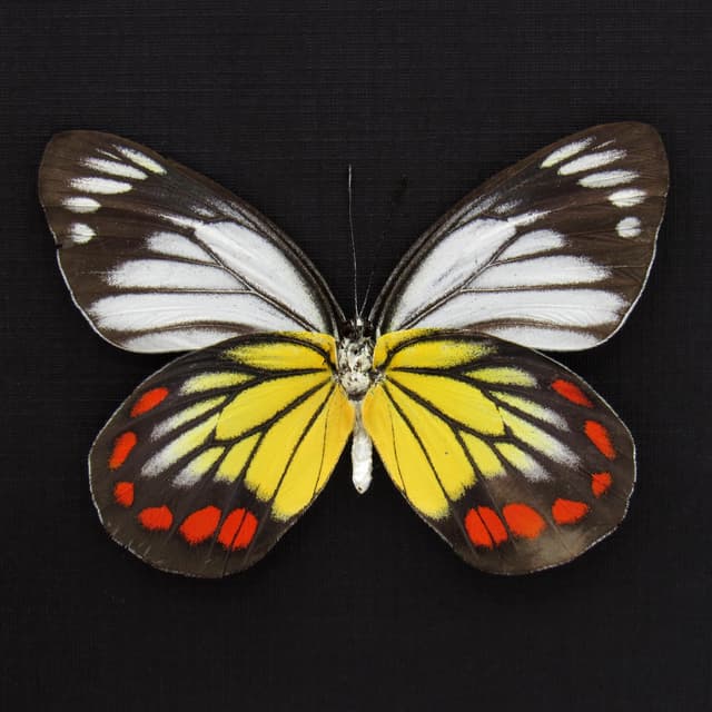 Real Painted Jezebel butterfly framed taxidermy - Delias hyparete