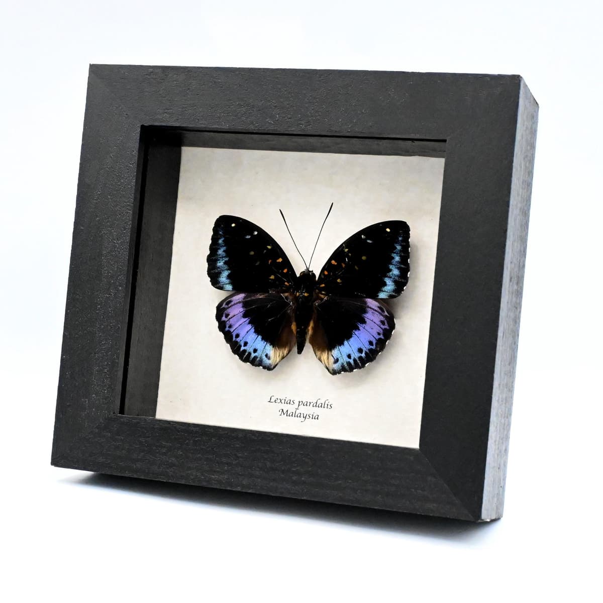 Real purple metallic butterfly framed taxidermy - Lexias pardalis