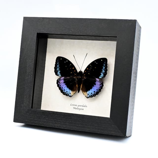 Real purple metallic butterfly framed taxidermy - Lexias pardalis