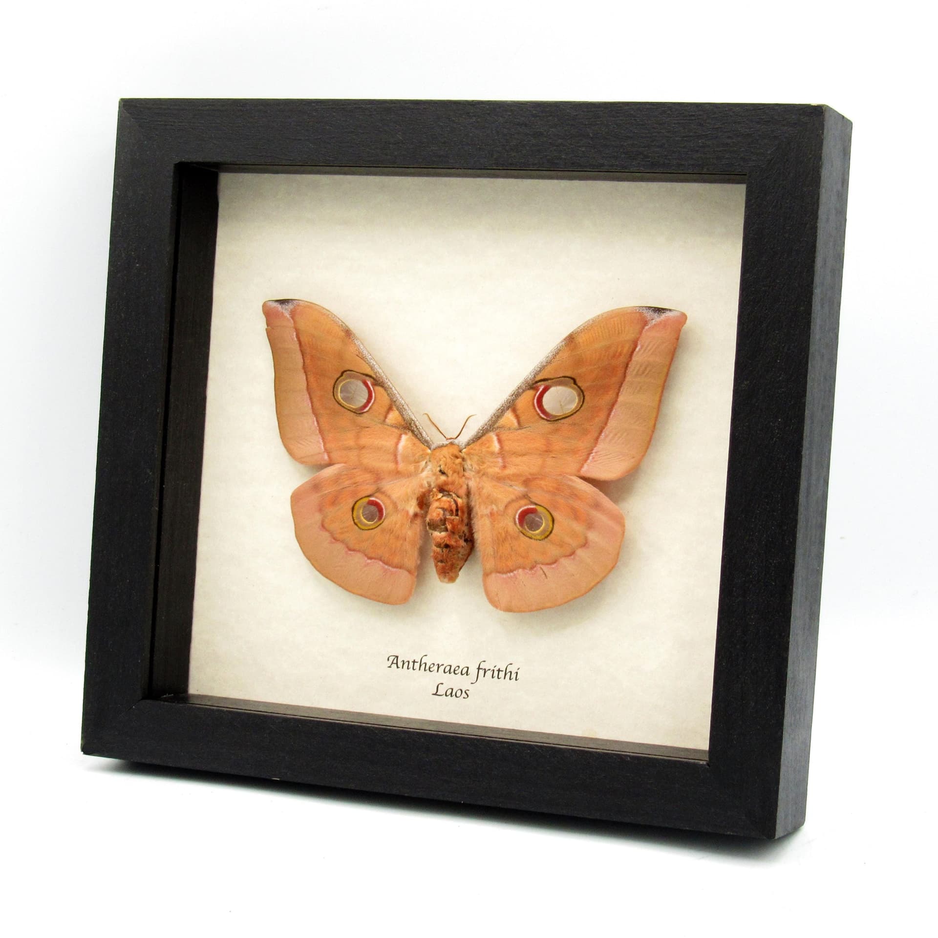 Real Giant Saturn moth framed taxidermy - Antheraea frithi - large female - minor damage