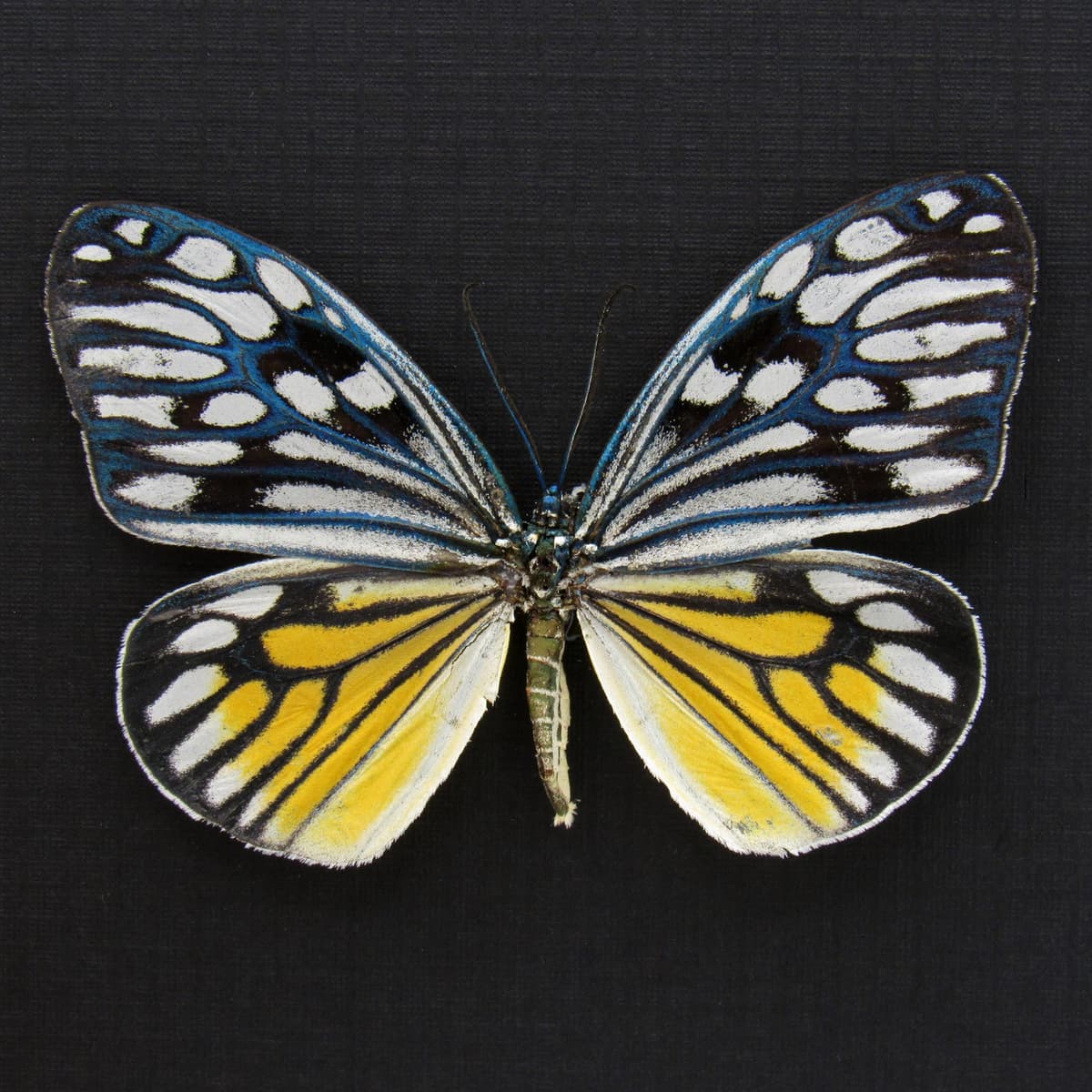 Rare Day Flying moth framed taxidermy - Cyclosia pieridoides - female