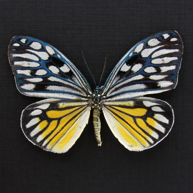 Rare Day Flying moth framed taxidermy - Cyclosia pieridoides - female