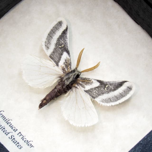 Real Tricolor Buckmoth framed taxidermy - Hemileuca tricolor