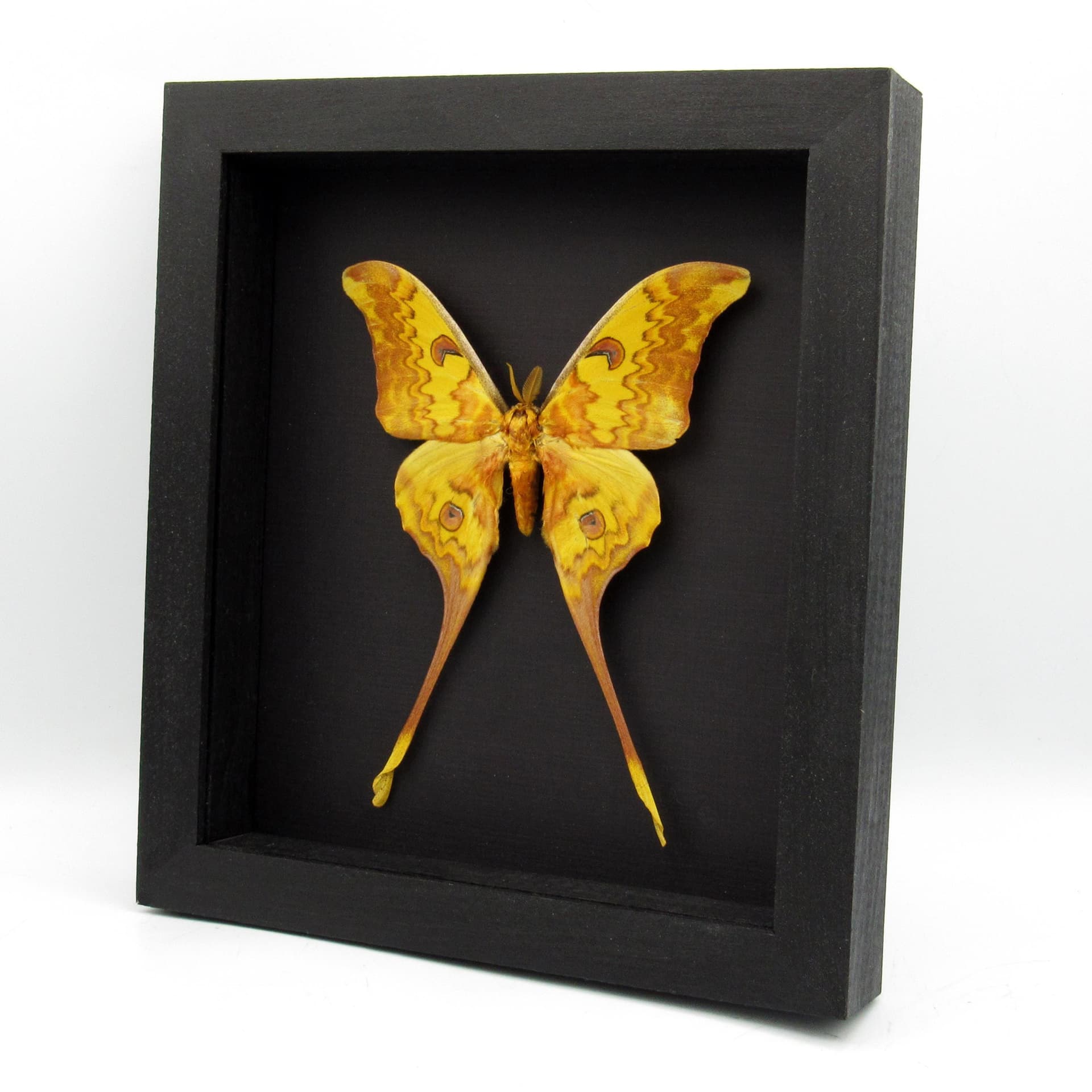 Rare Giant Moon moth framed taxidermy - Actias groenendaeli acutapex