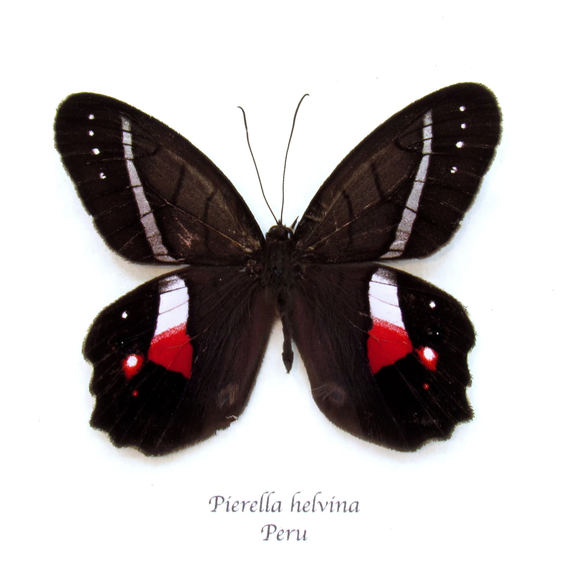 Rare Red Washed Satyr butterfly framed taxidermy - Pierella helvina