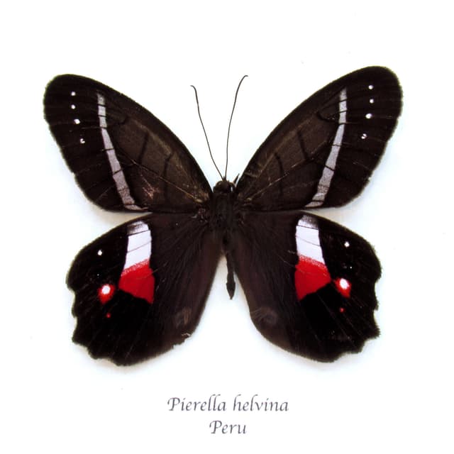Rare Red Washed Satyr butterfly framed taxidermy - Pierella helvina