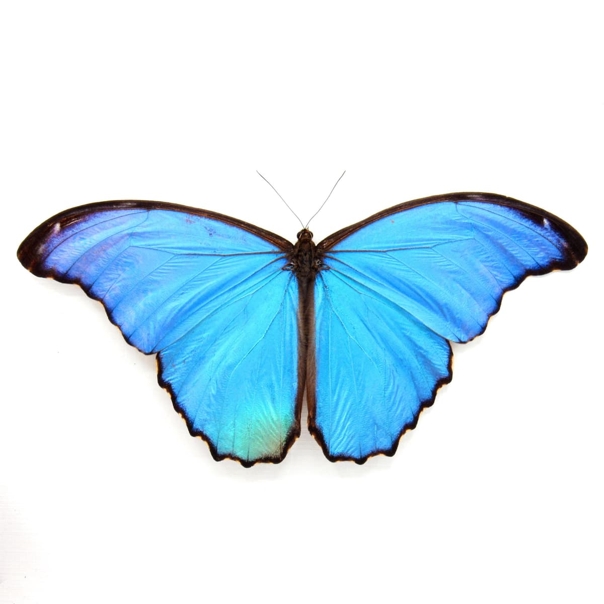 Real large metallic blue Morpho framed butterfly taxidermy - Morpho menelaus alexandrovna - Victorian mount - 7.15 inch wingspan