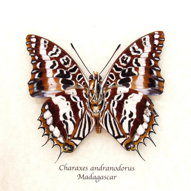 Very rare silver Charaxes butterfly framed taxidermy - Charaxes andranodorus