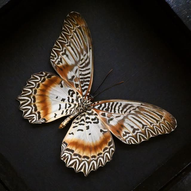 Real Violet Lacewing butterfly framed taxidermy - Cethosia myrina sarnada - large female