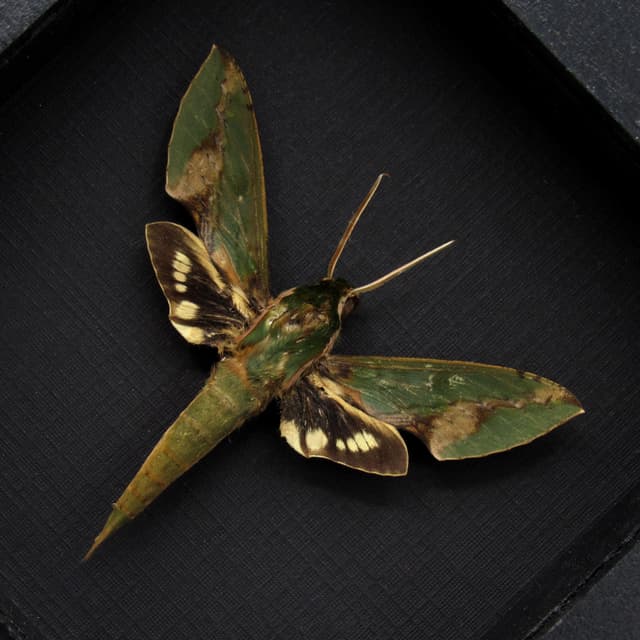 Real Green Sphinx moth framed taxidermy - Xylophanes chiron