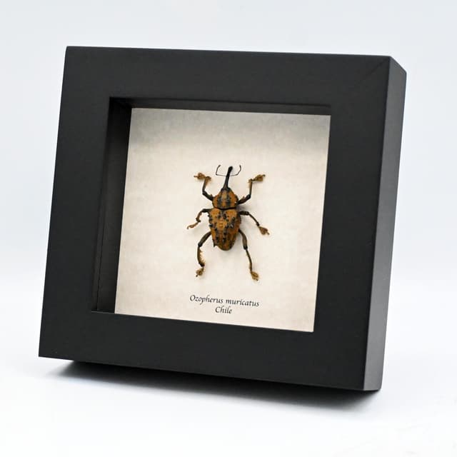 Rare large Spiny Weevil beetle framed specimen - Ozopherus muricatus