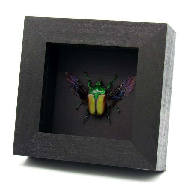 Real green Scarab beetle framed taxidermy - Neptunides polychrous - female