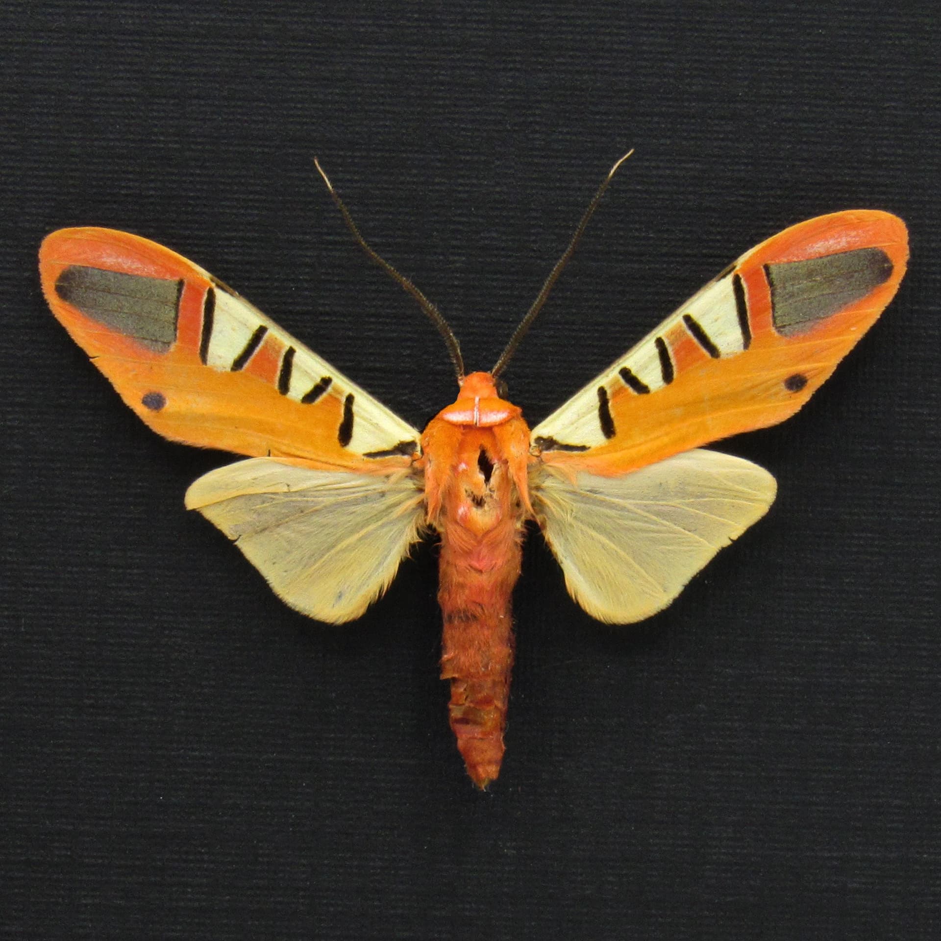 Rare orange Erebid moth framed taxidermy - Gorgonidia garleppi
