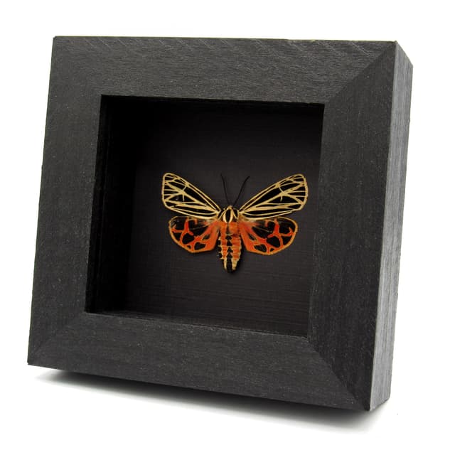 Rare Virgin Tiger moth framed - Grammia virgo - large female