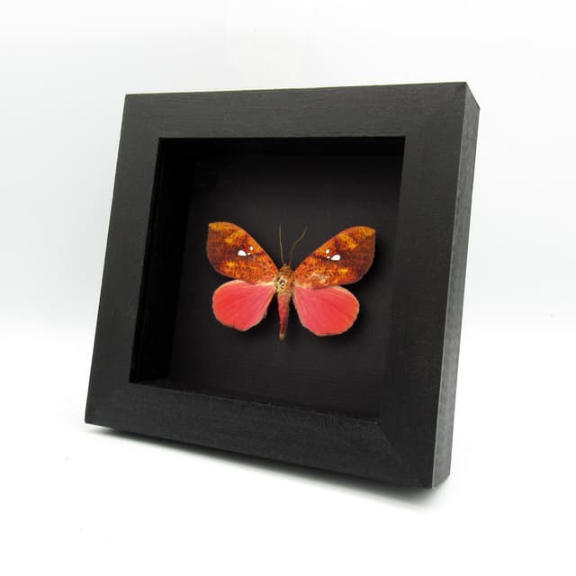Rare hot pink fruit sucking moth framed taxidermy - Miniodes discolor