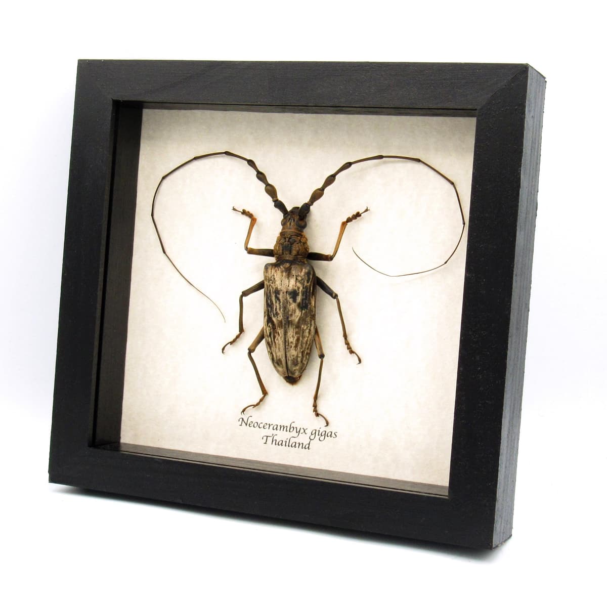 Real Giant Velvet Longhorn beetle framed taxidermy - neocerambyx gigas