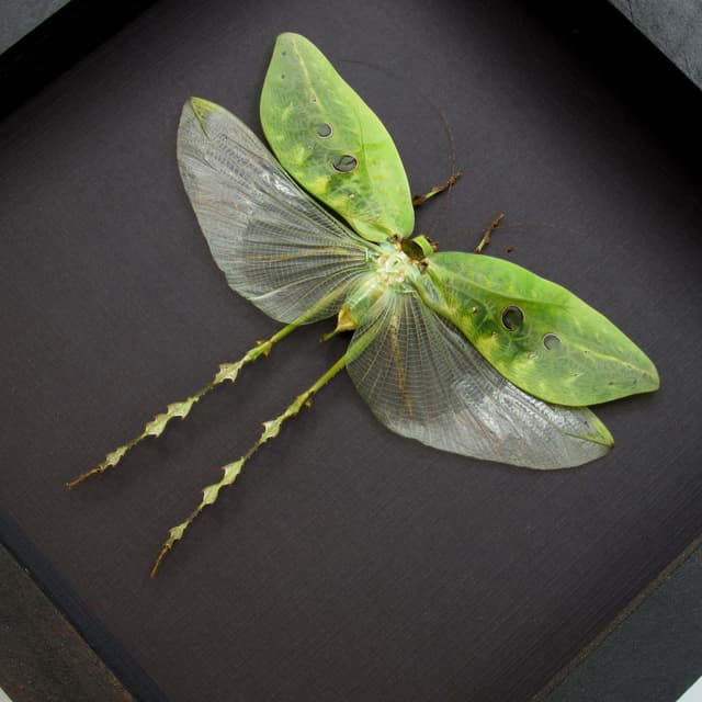 Real Giant Thorny Legged Katydid framed taxidermy - Ancylecha fenestrate - female