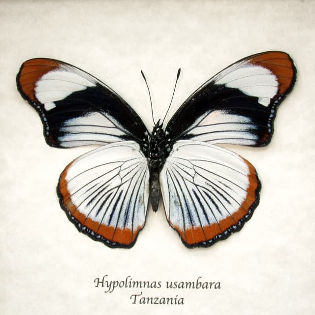 Rare Red Spot Diadem butterfly framed taxidermy - Hypolimnas usambara