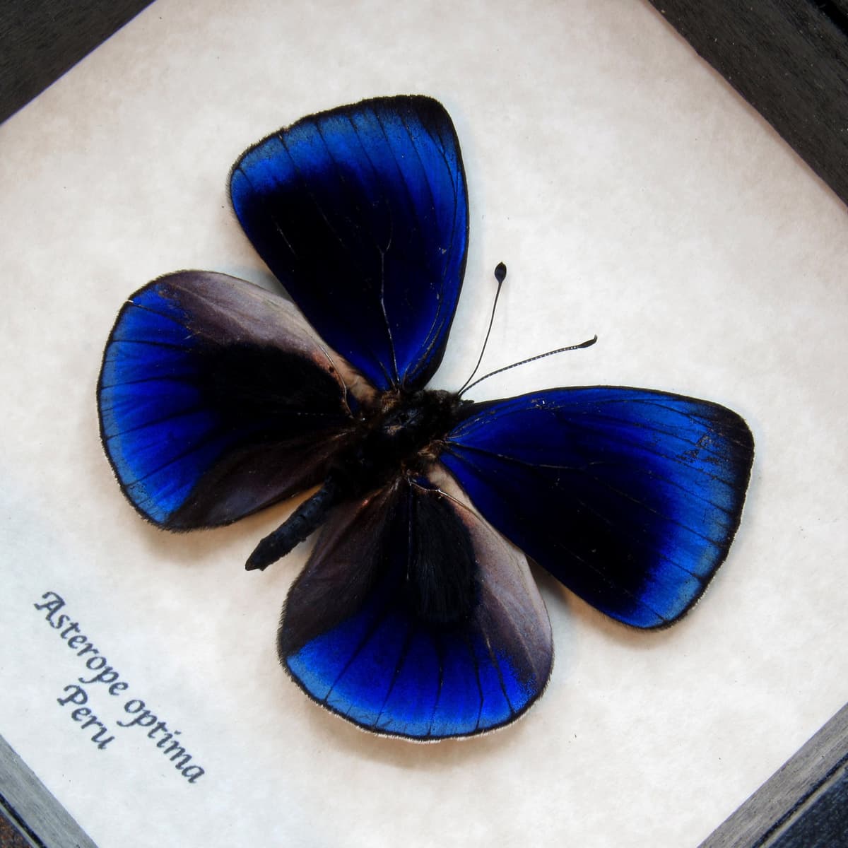 Real metallic blue butterfly framed taxidermy - Asterope optima