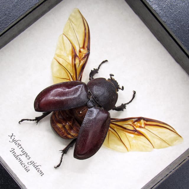Real Rhinoceros beetle framed taxidermy - Xylotrupes gideon - female