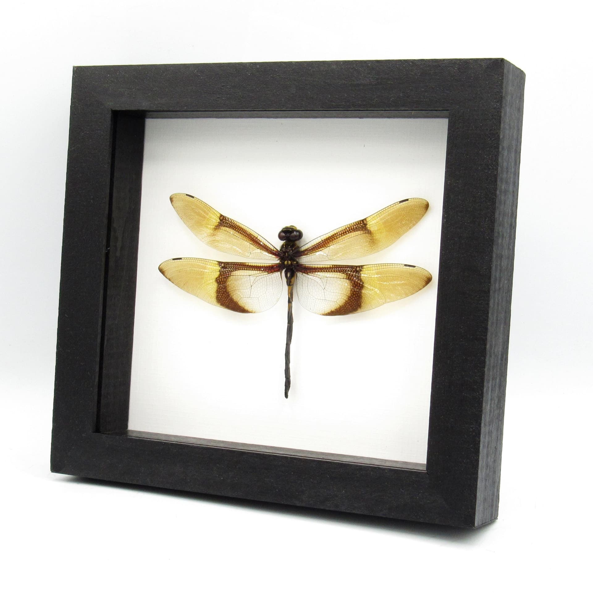 Rare Giant Golden Dragonfly framed taxidermy - Chlorogomphus caloptera - 4.85 inch wingspan