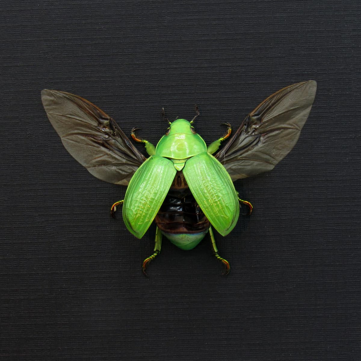 Large Jewel Scarab beetle framed taxidermy - Chrysina woodi
