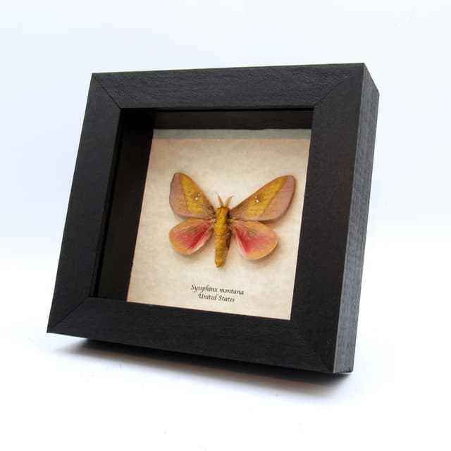 Real pink Saturn moth framed taxidermy - Syssphinx montana