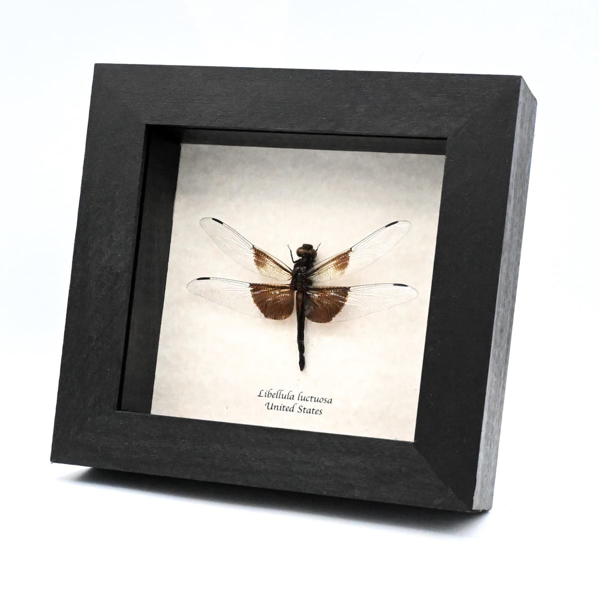 Real Widow Skimmer Dragonfly framed taxidermy - Libellula luctuosa