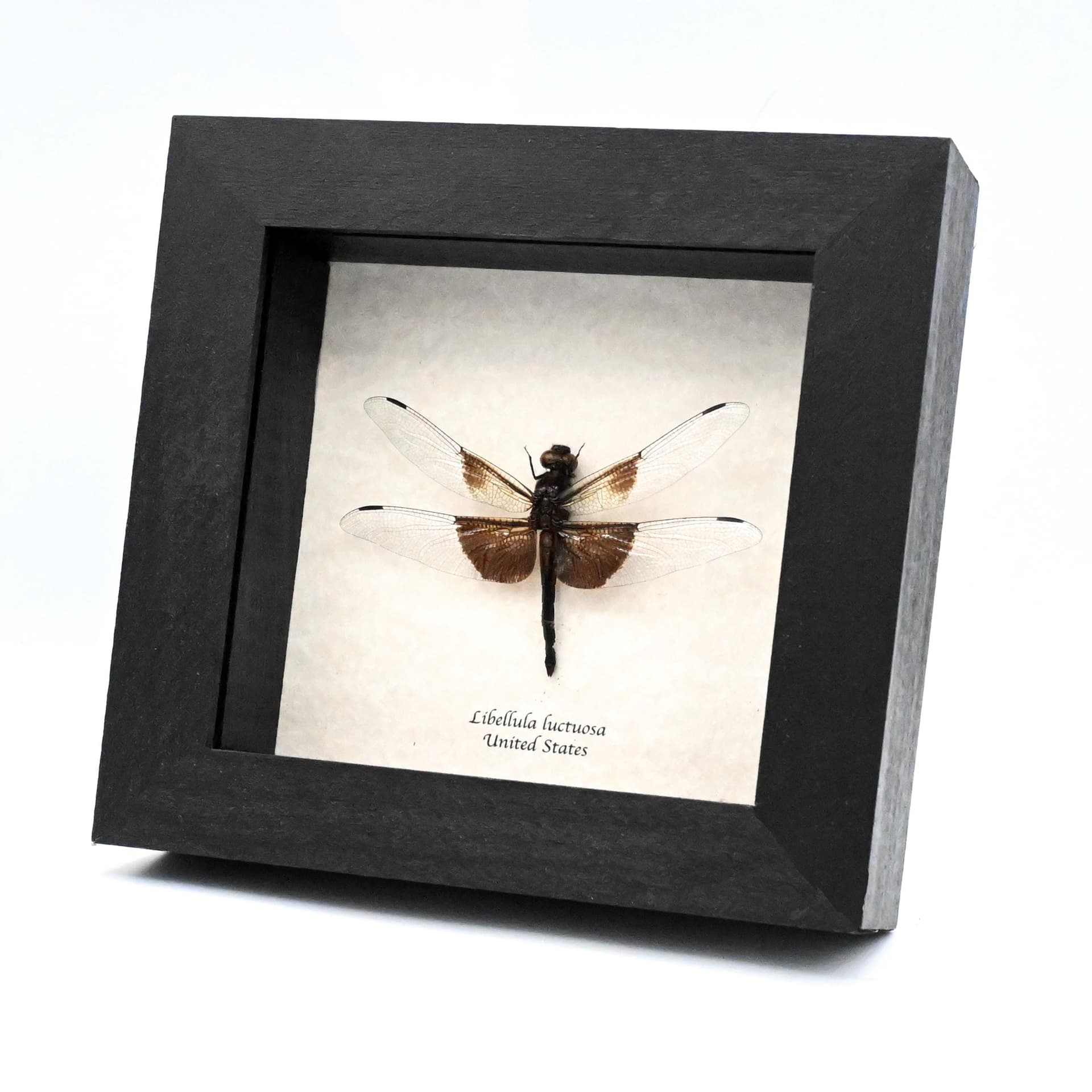 Real Widow Skimmer Dragonfly framed taxidermy - Libellula luctuosa