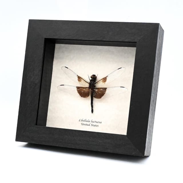 Real Widow Skimmer Dragonfly framed taxidermy - Libellula luctuosa