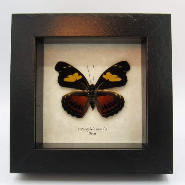 Real framed taxidermy butterfly - Catonephele numilia - female
