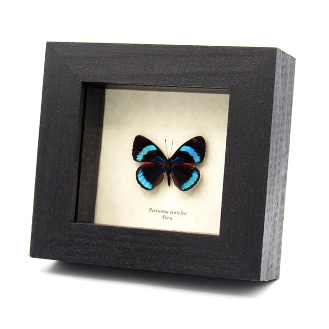 Real metallic blue butterfly framed taxidermy - Perisama euriclea