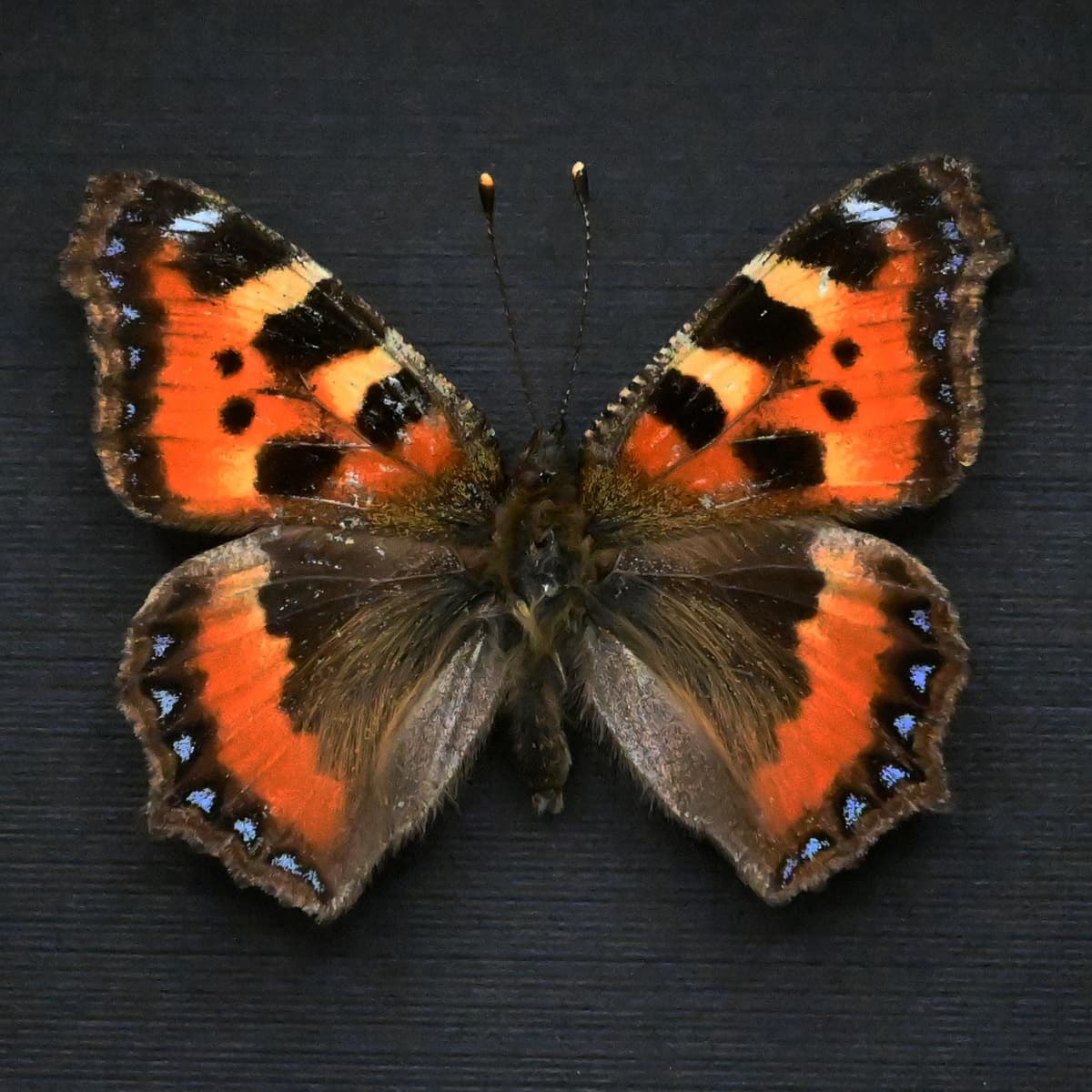 Real Small Tortoiseshell butterfly framed taxidermy - Aglais urticae