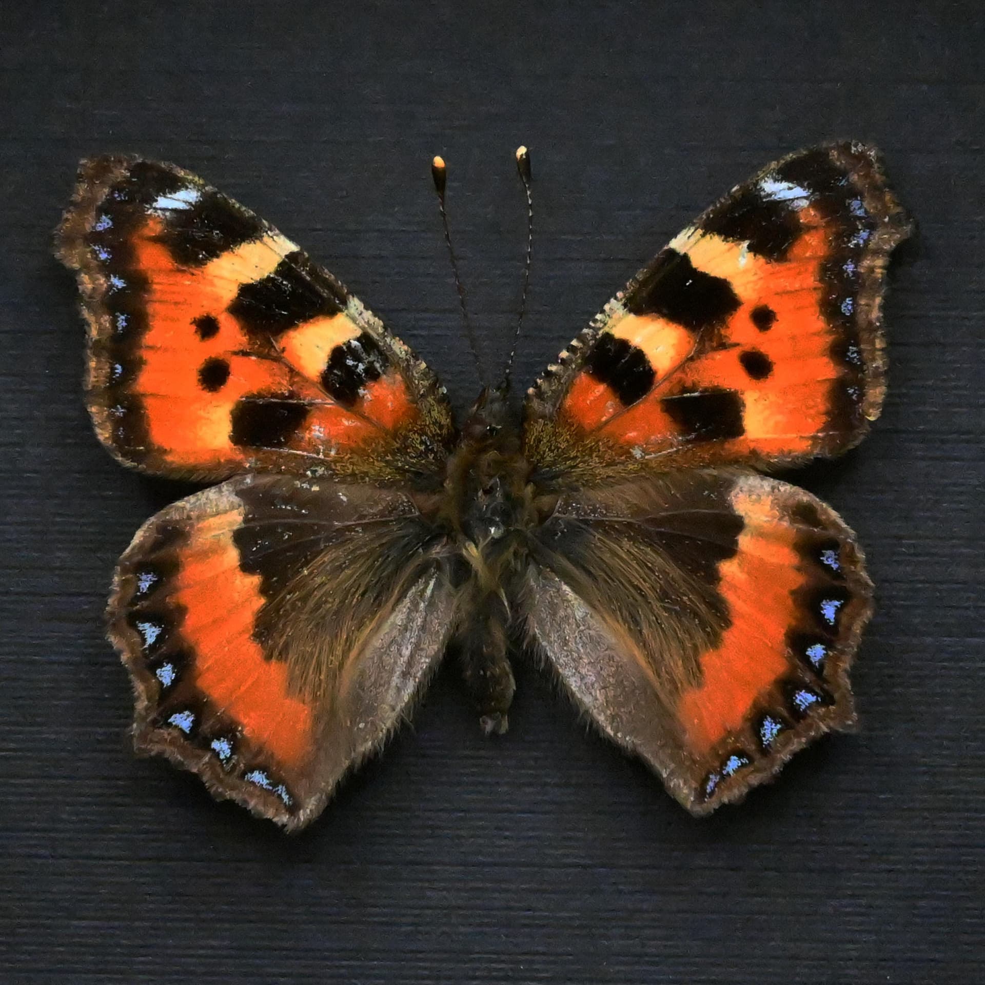 Real Small Tortoiseshell butterfly framed taxidermy - Aglais urticae