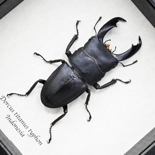 Real Giant Stag beetle framed taxidermy - Dorcus titanus typhon - large