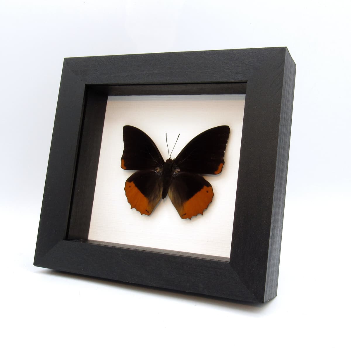 Real Flame Bordered Emperor butterfly framed taxidermy - Charaxes protoclea