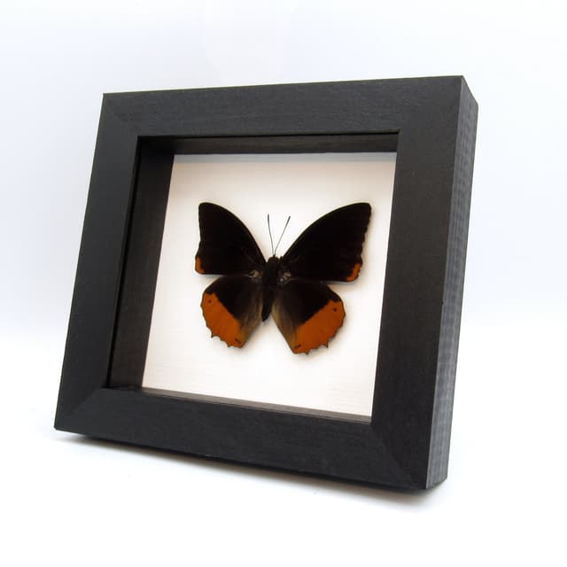 Real Flame Bordered Emperor butterfly framed taxidermy - Charaxes protoclea