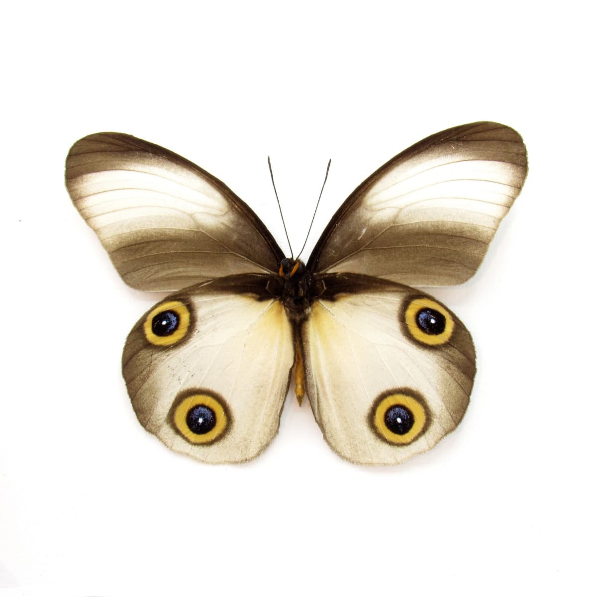 Real Owl butterfly framed taxidermy - Taenaris artemis - light form