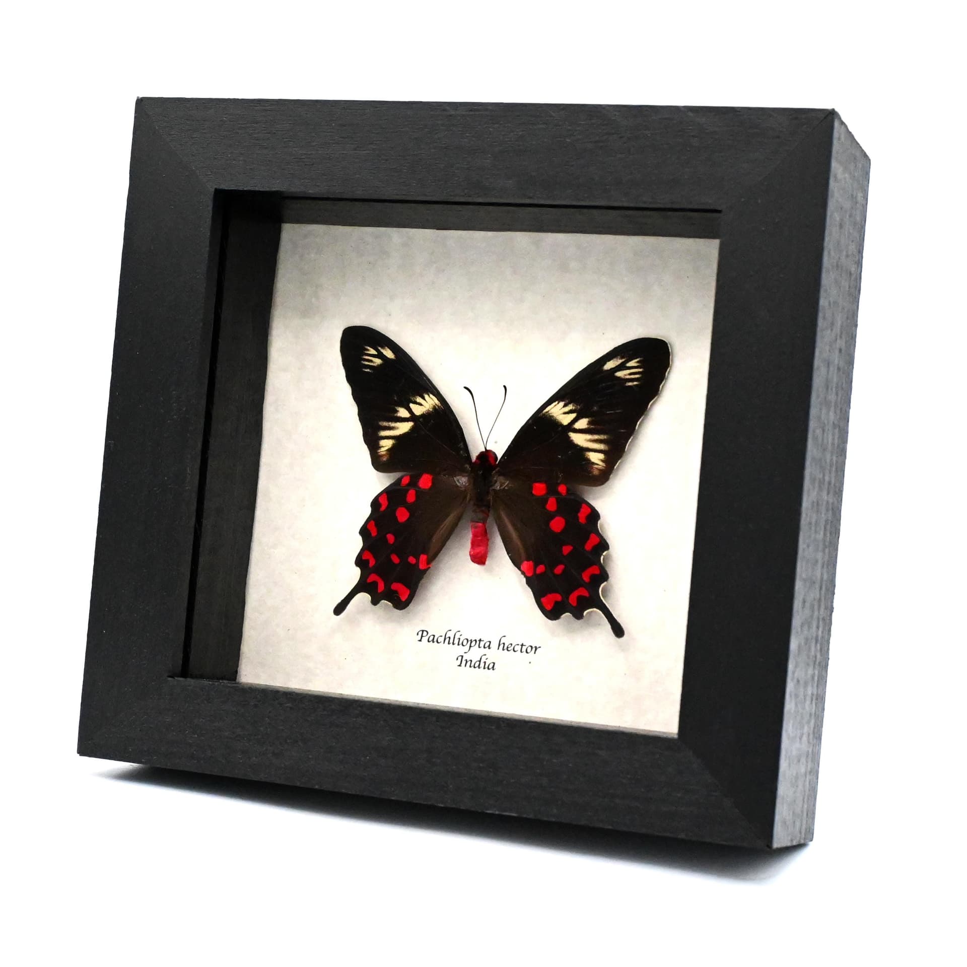 Rare red Swallowtail butterfly framed taxidermy - Pachliopta hector