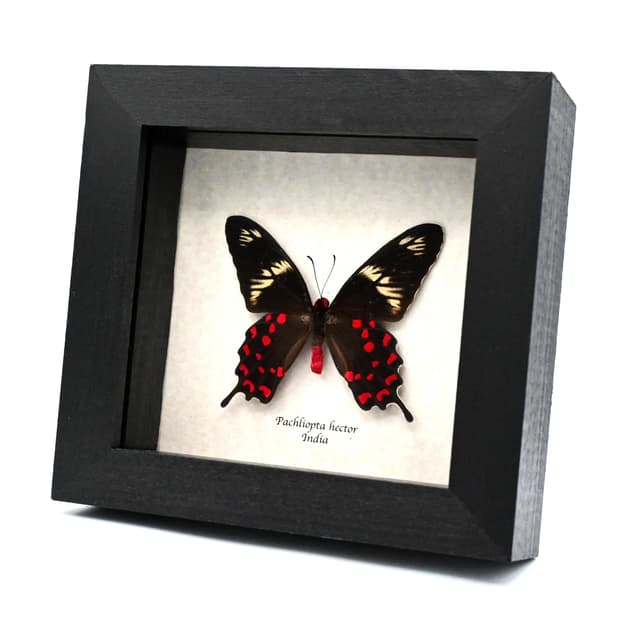 Rare red Swallowtail butterfly framed taxidermy - Pachliopta hector