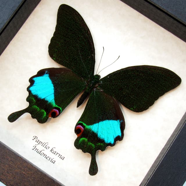 Large Jungle Jade butterfly framed taxidermy - Papilio karna - female