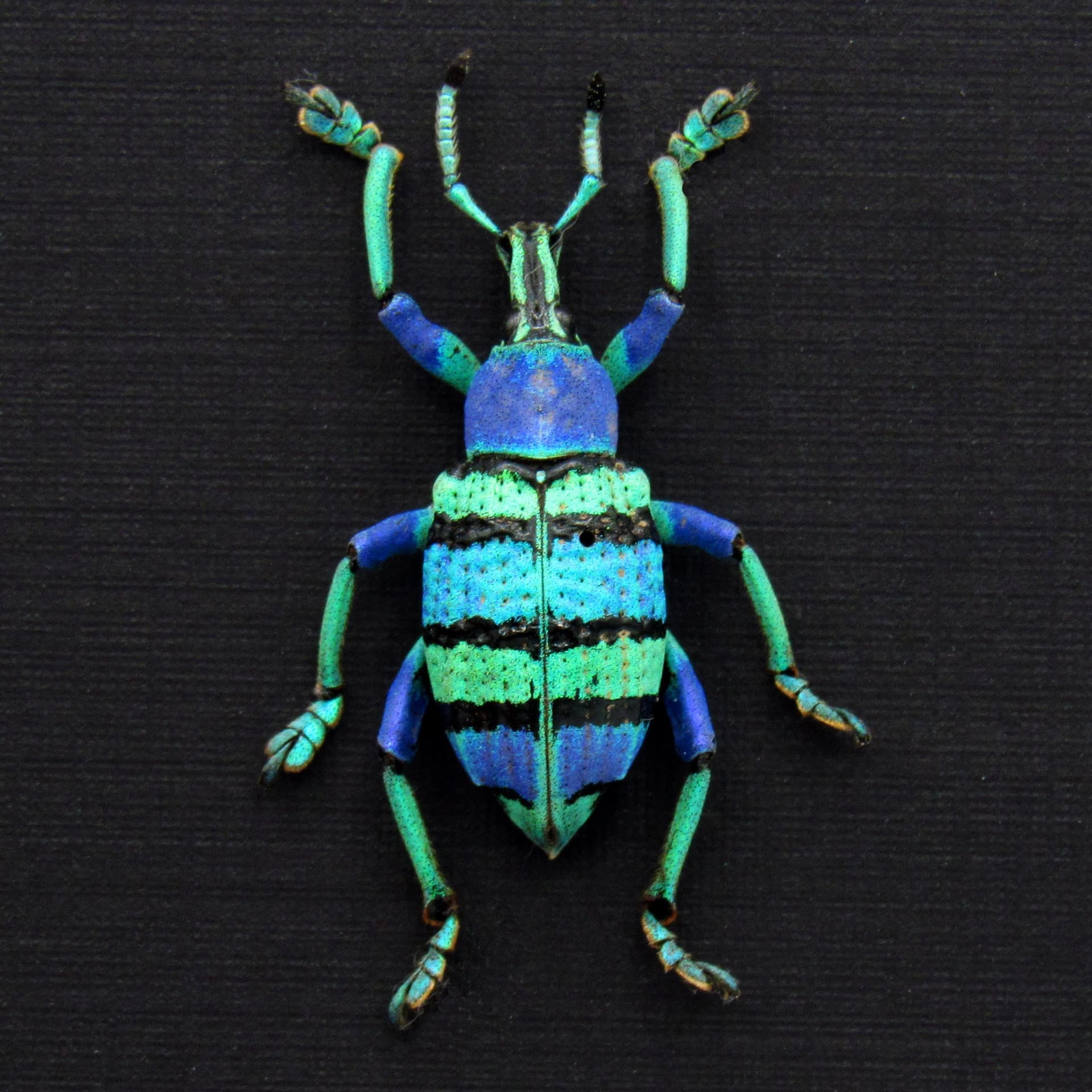 Real glitter Weevil framed taxidermy - Eupholus schoenherrii petiti - very special color form