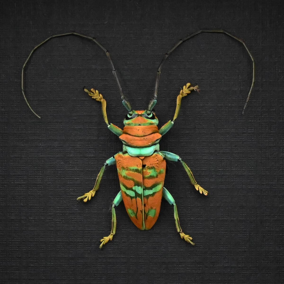 Real framed taxidermy Longhorn beetle - Sternotomis pulchra