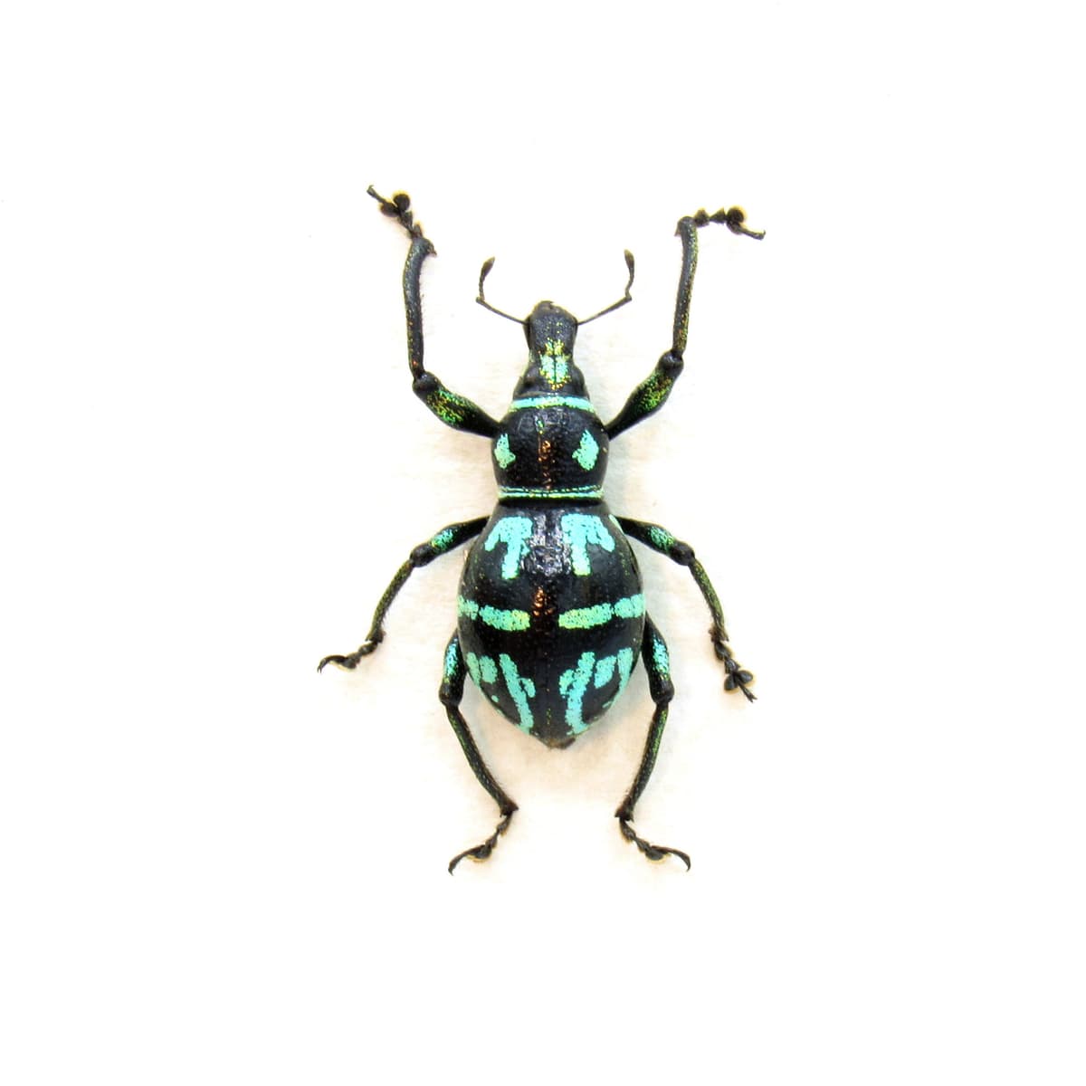 WEEVIL MANIA - Real green metallic beetle framed taxidermy - Metapocyrtus perpulcheroides - large female