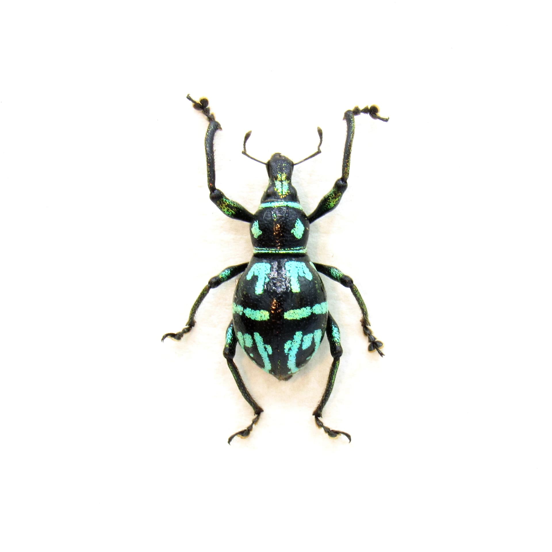 WEEVIL MANIA - Real green metallic beetle framed taxidermy - Metapocyrtus perpulcheroides - large female
