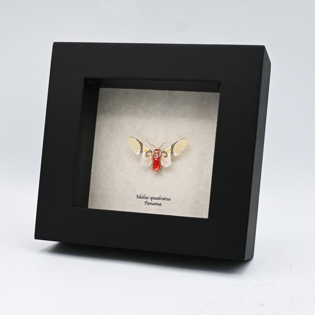 Rare Tiger Moth framed taxidermy - Idalus quadratus