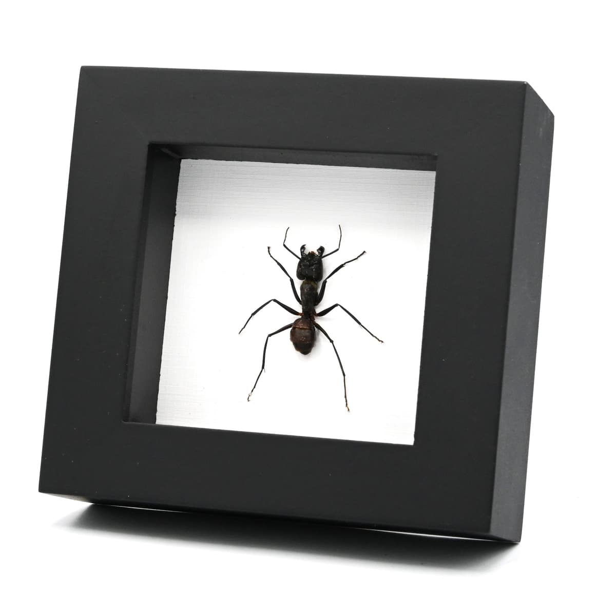 Real Giant Forest Ant framed taxidermy - Dinomyrmex gigas